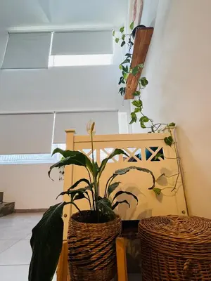 a room with two potted plants and a bench at Aguaribay duplex Nuevo Centro in Cordoba
