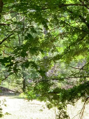 a view of a river through the leaves of trees at Cabaña del Bosque in Las Calles