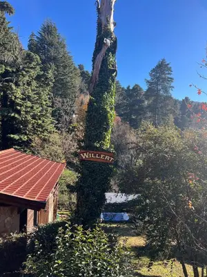 a tree with a sign on it next to a building at Willert Cabañas Cumbrecita in La Cumbrecita