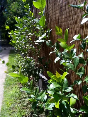 a fence with green plants next to a sidewalk at El Remanso in Villa Independencia