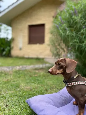 a dog sitting on a pillow in the grass at Amplia casa a solo unos metros del centro - RentVGB in Villa General Belgrano