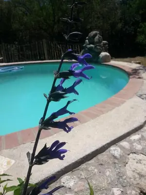 a purple flower in front of a swimming pool at Cielito Lindo in San Javier