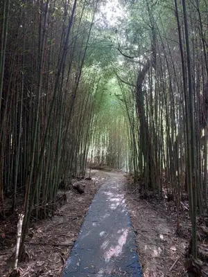 a bamboo path through a bamboo forest at Un lugar en el Mundo in Villa Amancay