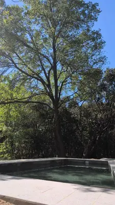a large tree in the middle of a park at Mística in Alta Gracia