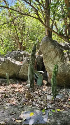 a cactus sitting next to some rocks and trees at Mística in Alta Gracia