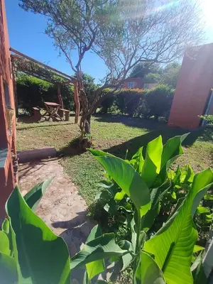 a garden with green plants and a tree at Cabañas Juan in Arroyo de Los Patos