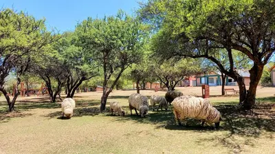 a herd of sheep grazing in a field with trees at Cabañas El Principio in Villa Cura Brochero