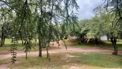 a bunch of leaves hanging from a tree in a park at El Principio Palace in Villa Cura Brochero