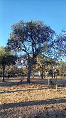 a large tree in the middle of a field at El Principio Palace in Villa Cura Brochero