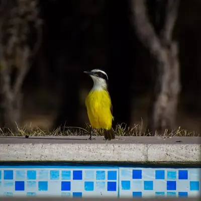 a yellow bird sitting on the edge of a pool at chalet la granadilla in Cerro de Oro