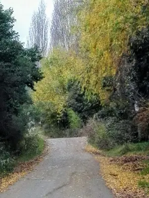 a dirt road with trees on both sides at chalet la granadilla in Cerro de Oro