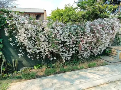 a bush of white flowers on a fence at Casa Los Algarrobos in Cordoba