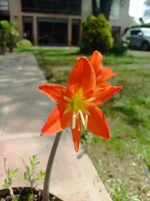 an orange flower in front of a house at Casa Los Algarrobos in Cordoba