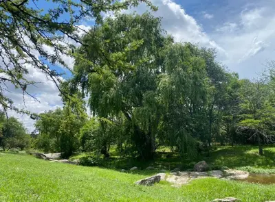 a tree in the middle of a grass field at Apart La Sole in Tanti