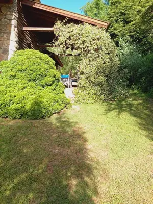 two bushes in the grass next to a house at Refugio de las Sierras in Villa General Belgrano