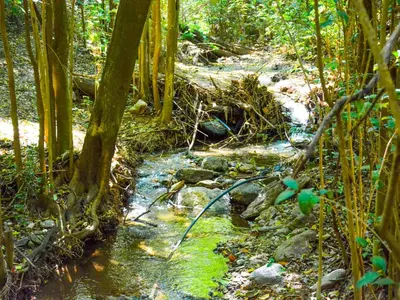 a stream of water in a forest with trees at Apart Entrepiedras in Merlo