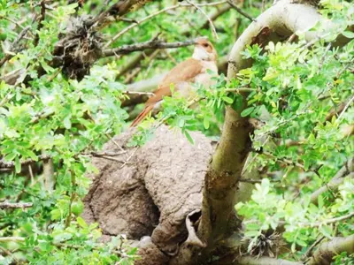 a stuffed animal is laying in a tree at Apart Entrepiedras in Merlo