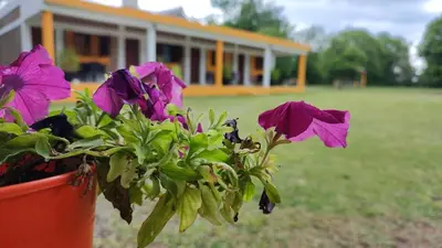a potted plant with purple flowers in front of a house at BALCON De LA SIERRA in Las Calles