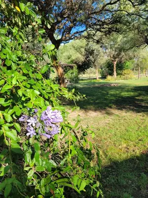 a bush with purple flowers in a park at soy ahora 1 y 2 in Pueblito