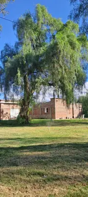 a large tree in the middle of a field at Posada Los Cerros in Luján