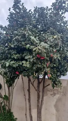 two trees with red roses growing on the side of a wall at Las Camelias - chalet zona centro, aerosillas in Villa Carlos Paz