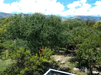 a group of trees with mountains in the background at Dorado del Sol in Merlo