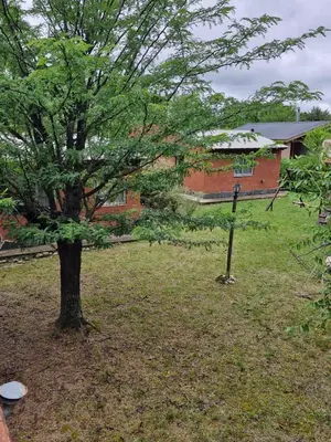 a tree in a yard next to a building at Lo de Juan in Villa General Belgrano
