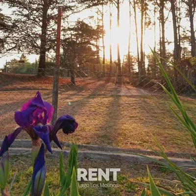a view of a field with a purple flower at 