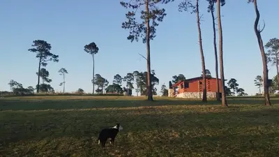 a black and white dog standing in a field with a house at La Eugelina in Santa Rosa de Calamuchita