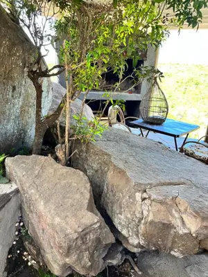 a tree sitting on top of a rock next to a bench at Aldea Romerillo in Cavalango