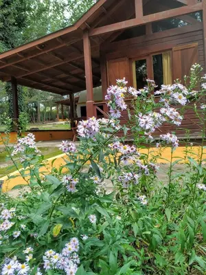 a garden with purple flowers in front of a building at Cabañas Lothlorien in Villa Yacanto
