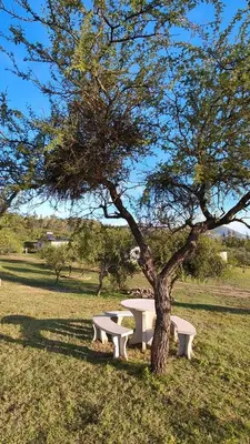 two white benches under a tree in a field at Complejo MASVISTA in San Antonio de Arredondo
