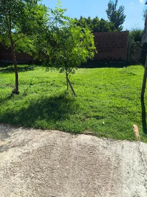 a tree in the middle of a field of grass at Las Carolas in Santa María