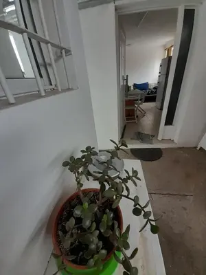 a potted plant sitting on a table in a room at Los gigantes posada in Villa Carlos Paz