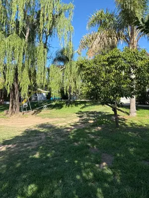 a tree in the middle of a grass field at Nuevo complejo Clarita in Villa Carlos Paz