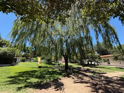 a tree in the middle of a grass field at Nuevo complejo Clarita in Villa Carlos Paz