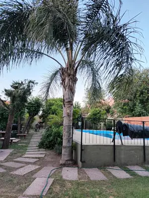 a palm tree next to a fence with a pool at La cantata in Merlo