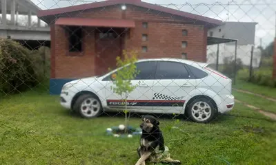 a dog sitting in the grass next to a car at Las Lomitas in Villa Cura Brochero
