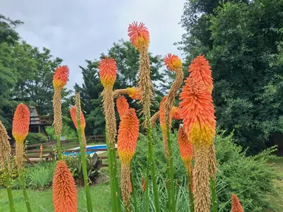 a group of red and yellow flowers in a garden at Cabaña La Linda in Villa General Belgrano