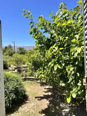 a row of green trees in a yard at La casona del rio in Nono
