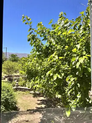 a large tree with green leaves in a yard at La casona del rio in Nono