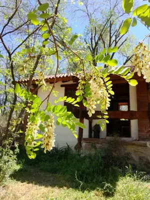 a tree with white flowers in front of a house at Cabañas Franca Austral in Santa Rosa de Calamuchita