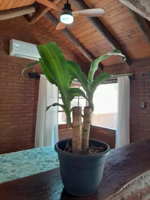 a plant in a blue pot sitting on a table at Cabañas Franca Austral in Santa Rosa de Calamuchita