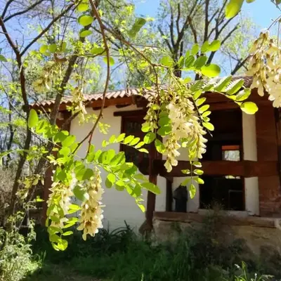 Cabañas Franca Austral