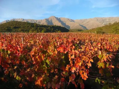 a large field of plants with mountains in the background at Escapada romántica en El Leon in San Javier