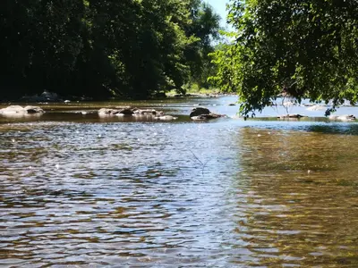 a river with a group of animals in the water at Sonidos del Rio Aparts in Santa Rosa de Calamuchita