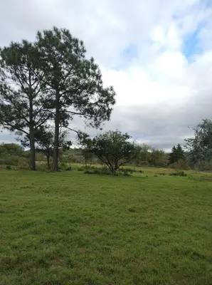 a field with two trees in the middle of it at Sens EcoRefugio in Villa Carlos Paz