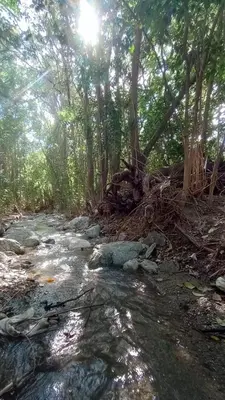 a stream in the middle of a forest with trees at Posada serrana boutique con excelentes vistas cerca de arroyos y senderos y a 5 minutos de Merlo in El Rincón