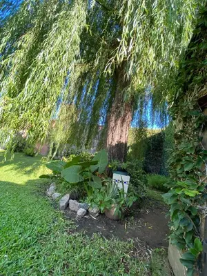 a bench under a large tree in a yard at Chalet Espectacular in Villa Carlos Paz