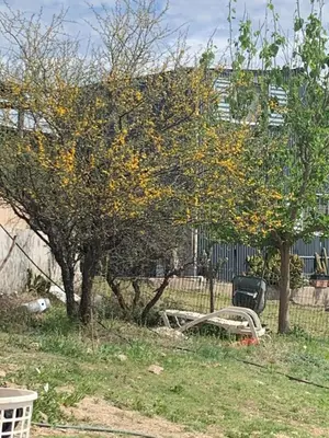 a tree with yellow leaves next to a fence at La Roca in Estancia Vieja